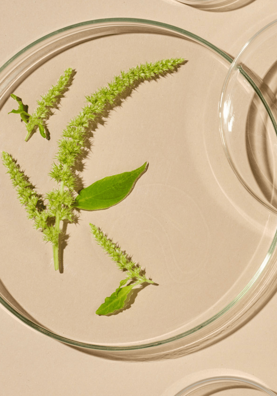 Ingredients for TrueScience® TrueLift Illuminating Eye Cream